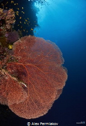 Huge sea fan at Balicasag island by Alex Permiakov 